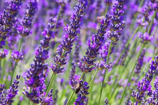 Lavendel 2