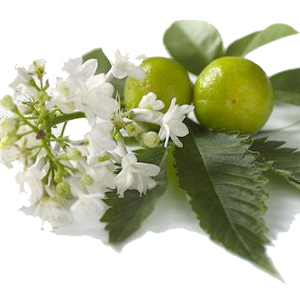 White patchouli 300x300